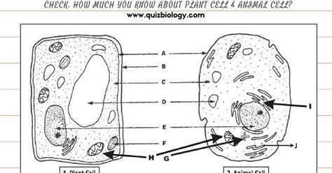 Plant Cell and Animal Cell Diagram Worksheet PDF ~ Biology Exams 4 U
