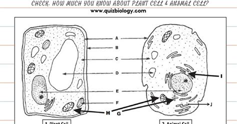 The Animal Cell Worksheet Animal Cell Worksheet 2020 01 26