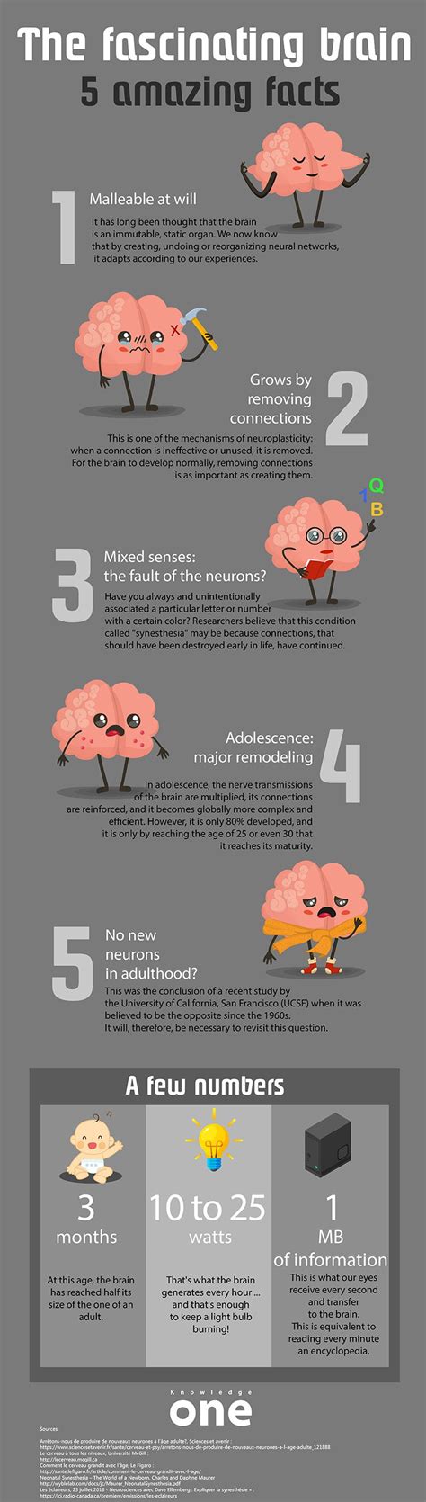 Infographic The Fascinating Brain 5 Amazing Facts Knowledgeone