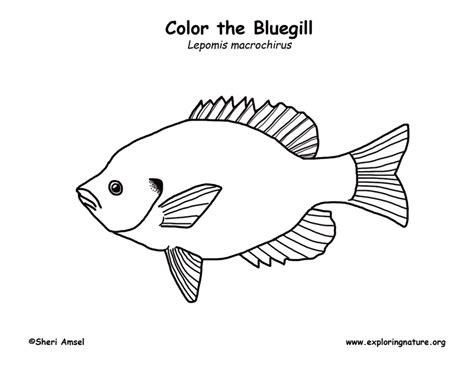 Bluegill Fish Coloring Pages Sketch Coloring Page