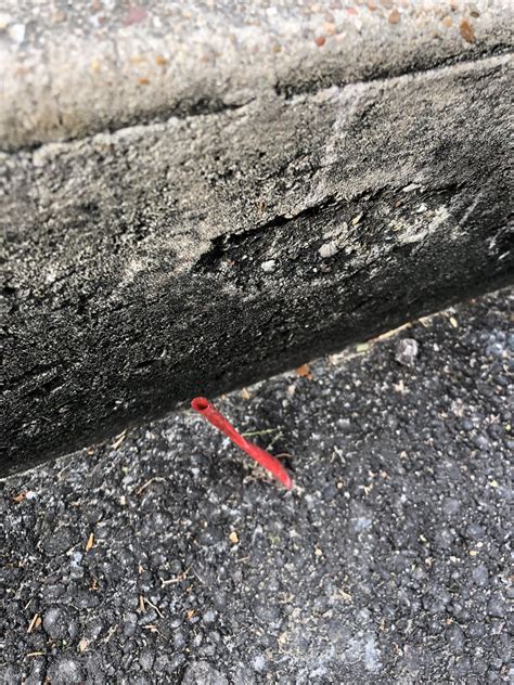 This Straw Is Stuck In The Concrete Rmildlyinteresting