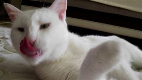 White Cat Licking Youtube