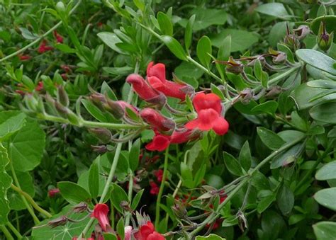 We did not find results for: California Native Plants: How to Add Color Year-Round ...