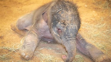Watch Baby Elephant Born At Houston Zoo