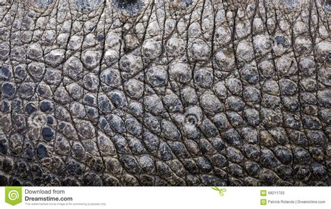 Close Up Texture Of Alligator Skin Stock Image Image Of Reptile