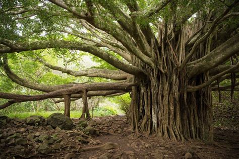 6 Photographers On Hawaiis Best Kept Secrets Banyan Tree Tree