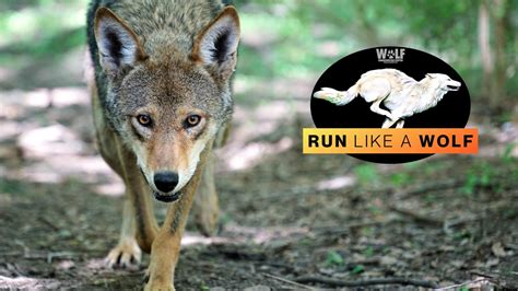 Wolf Conservation Center Hosts Virtual Run Challenge For Wolves Wolf