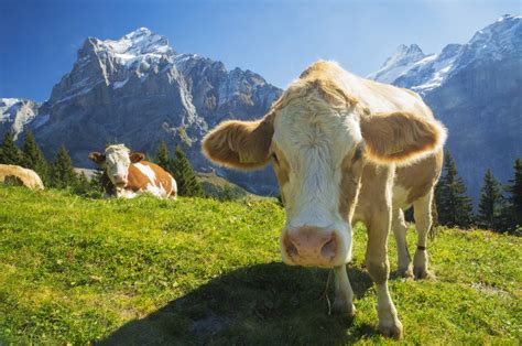 Österreich warnt Urlauber vor Unfällen mit Kühen - TRAVELBOOK
