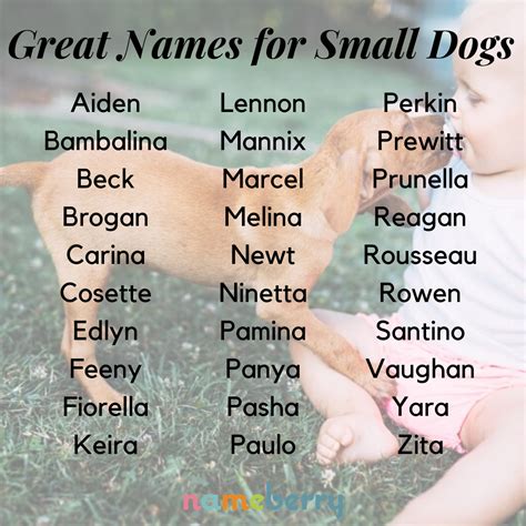 Cute Names For Small Animals Animals World