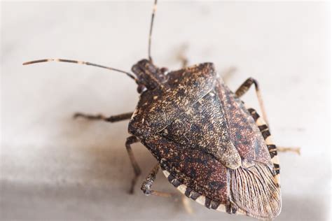 How To Keep Stink Bugs Out Of Your Home This Fall Bug Box