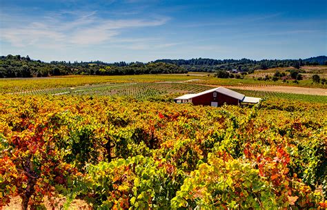 Wallpaper California Usa Sonoma County Dry Creek Vineyard