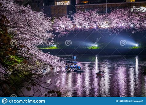 Of Chidorigafuchi Going To See Cherry Blossoms At Night Stock Image