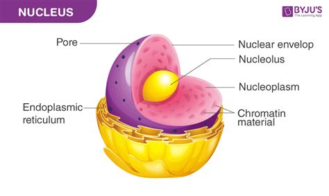 Draw A Well Labelled Diagram Of Nucleus Biology Qanda