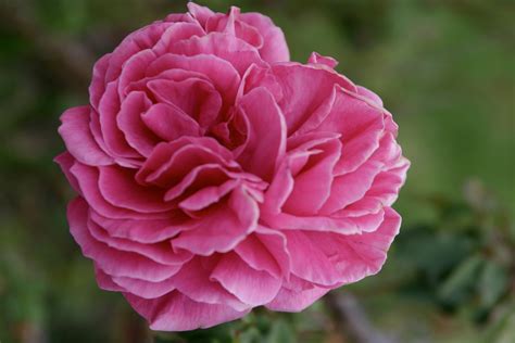 Edible flowers grow in florida. Eight Easy-To-Grow Edible Flowers