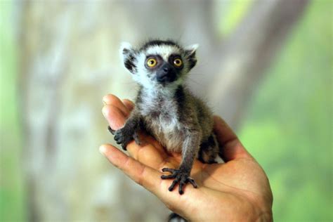 Yes Lemurs On Fingers Animals And Pets Funny Animals Animal Babies