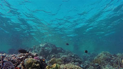 Coral Reef Sea Underwater Nature By Stocksy Contributor Ilya Stocksy
