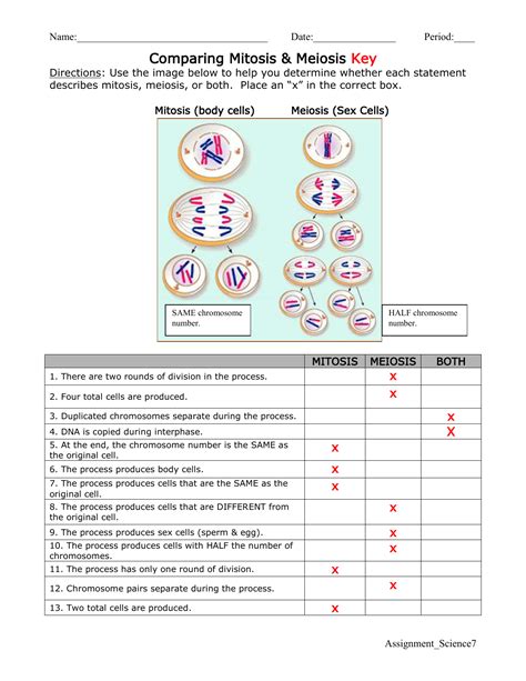 Chart Of Mitosis And Meiosis