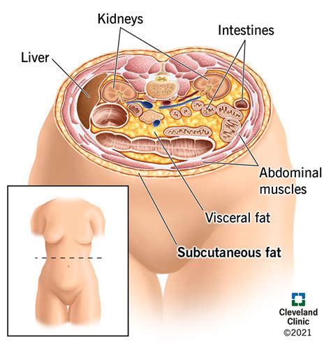 Subcutaneous Fat What You Need To Know About The Fat Beneath Your Skin