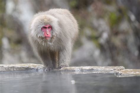 Japanese Macaque Macaca Fuscata Morten Ross