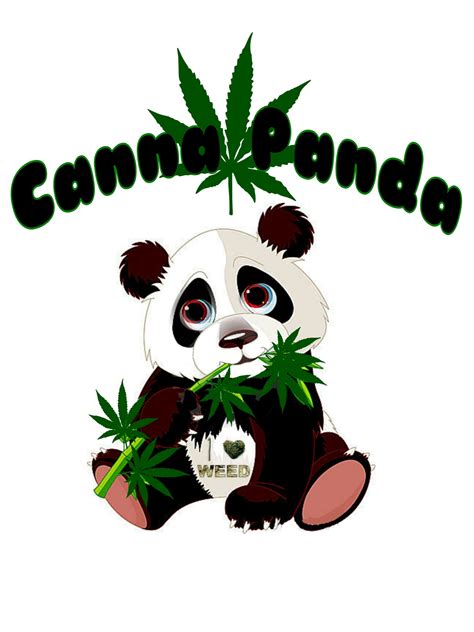 Canna Panda Scottsdale Arizona