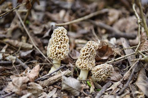 Fat of the Land: Southern Morels