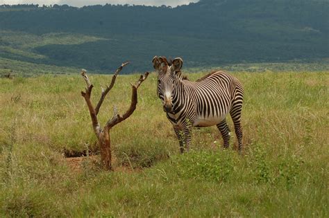Your plains zebras natural habitat stock images are ready. Sandra Elvin: Would you rather be a Plains or a Grevy's zebra?