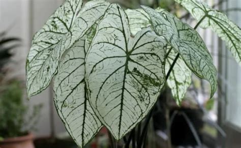 Caladium Tipos E Como Cultivar A Folhagem Dicas PrÁticas