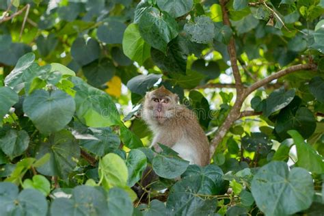 Monkey In Natural Habitat Stock Image Image Of Summer 148027589