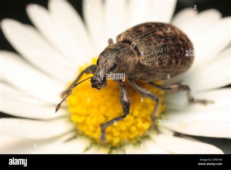 Long Snout Weevil Hi Res Stock Photography And Images Alamy