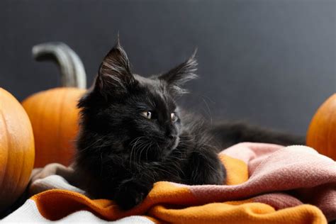 Why Are Black Cats Considered Bad Luck Halloween Superstition
