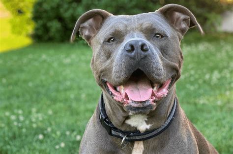 The Misunderstood And Complicated History Of Pit Bulls Critterfacts