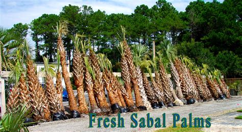 New Spring 2013 Arrival Of Sabal Palm Trees ⋆ Superior Sod Certified