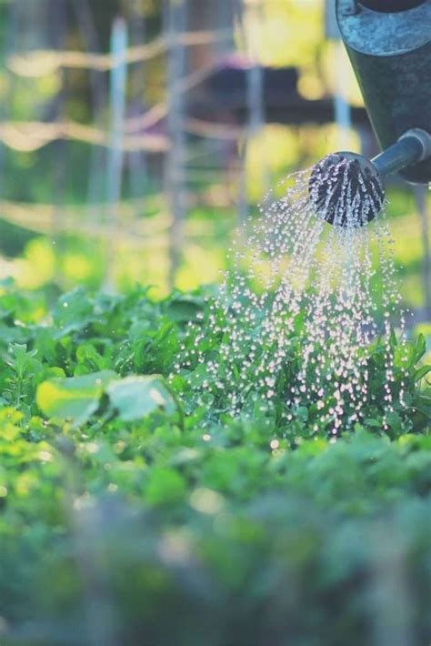 Vegetable Garden Drainage A Guide For Great Results