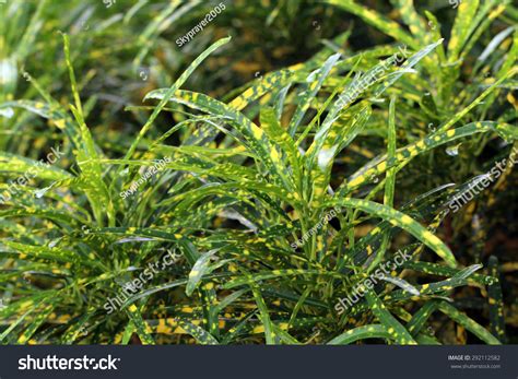 Yellow Spots Garden Crotons Leaves Codiaeum Stock Photo 292112582