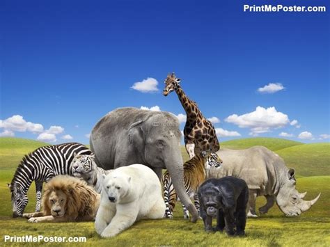 Wild Animals Group Poster Idf73708800 Animals Animal Posters