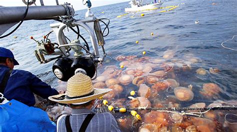 Ocean Warming Causes Jellyfish To Swarm Northern Waters
