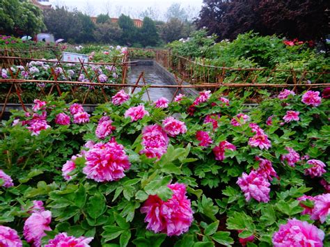 Luoyang Peony Festival Tripoto