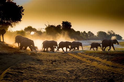 Dag 15 Safari In Chobe National Park Travel And Food Blog