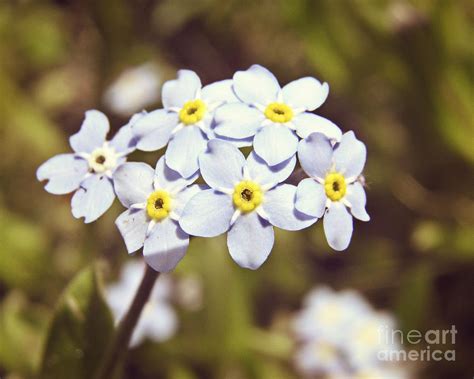 Pastel Blue Flowers Photograph By Emily Kelley Fine Art America