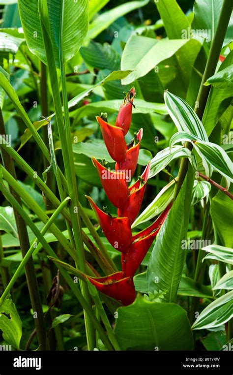 Heliconia Stricta Iris Cultivar Cultivé Dans Bannochie Jardins