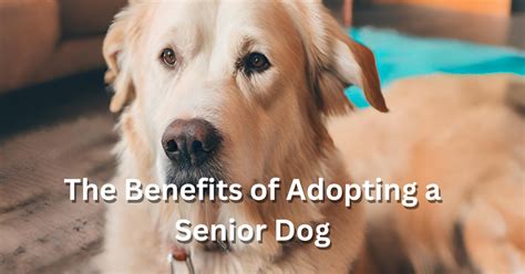 The Benefits Of Adopting A Senior Dog Why Older Dogs Make Great