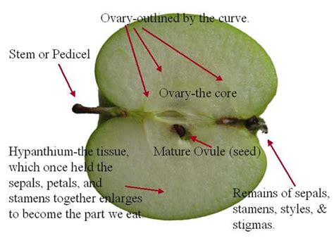 Apple Anatomy Long Section