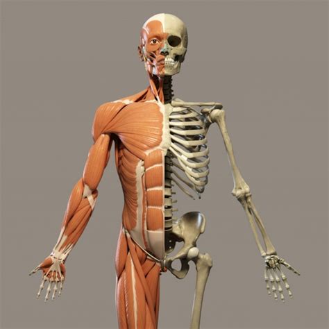 The skeleton & bones category covers the bones and function of the human skeleton, the axial and appendicular skeleton, the anatomy of major muscles of the body, with their common names and scientific (latin) names your job is to diagram and label the major muscle groups, for both. Human Skeleton Free Stock Photo - Public Domain Pictures