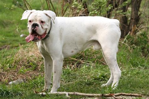 7 Types Of Boxer Dog Breeds And Their Differences With Pictures Hepper