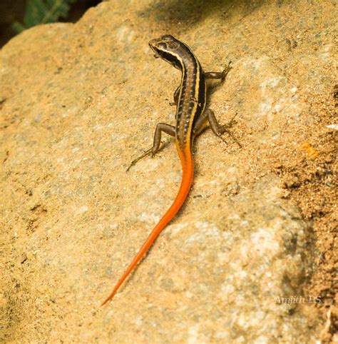 Red Tailed Lizard അരണ Flickr Photo Sharing