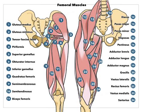 Figure Gluteal And Femoral Muscles Shown StatPearls NCBI