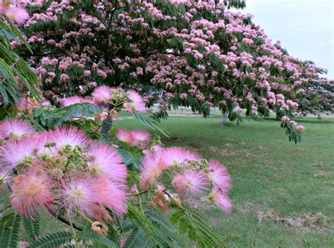 Fragrant Mimosa Treeswe Had One In Our Backyard As A Kidi Loved