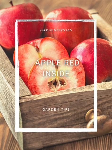 Why Is Your Apple Red Or Pink Inside Garden Tips 360