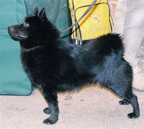 Schipperke Breeders In The Usa With Puppies For Sale Puppyhero