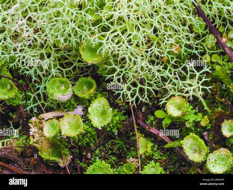 Various Mosses Lichens And Plants Hi Res Stock Photography And Images